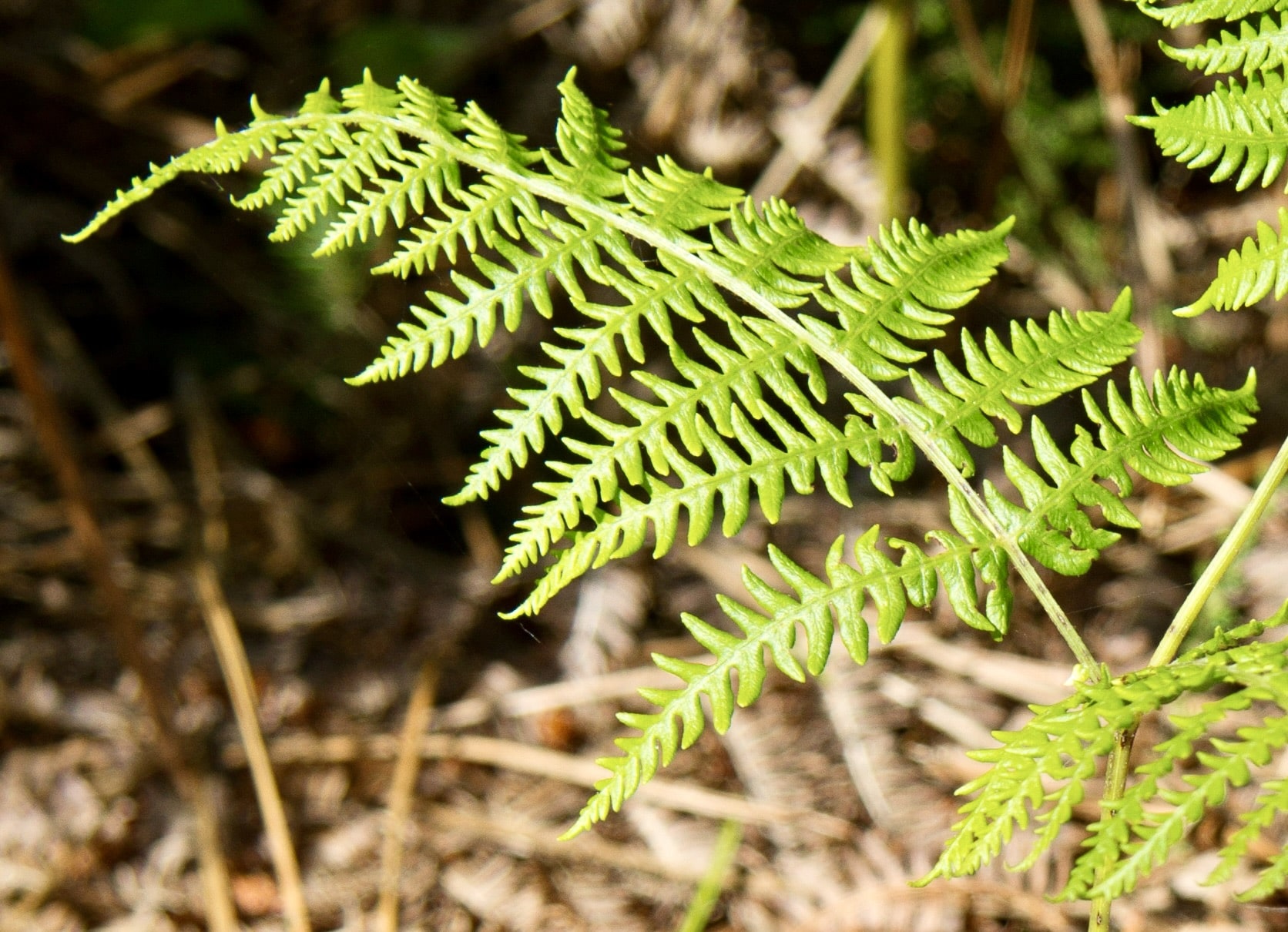"Among the Ferns" (photo: Laurence Perkins)