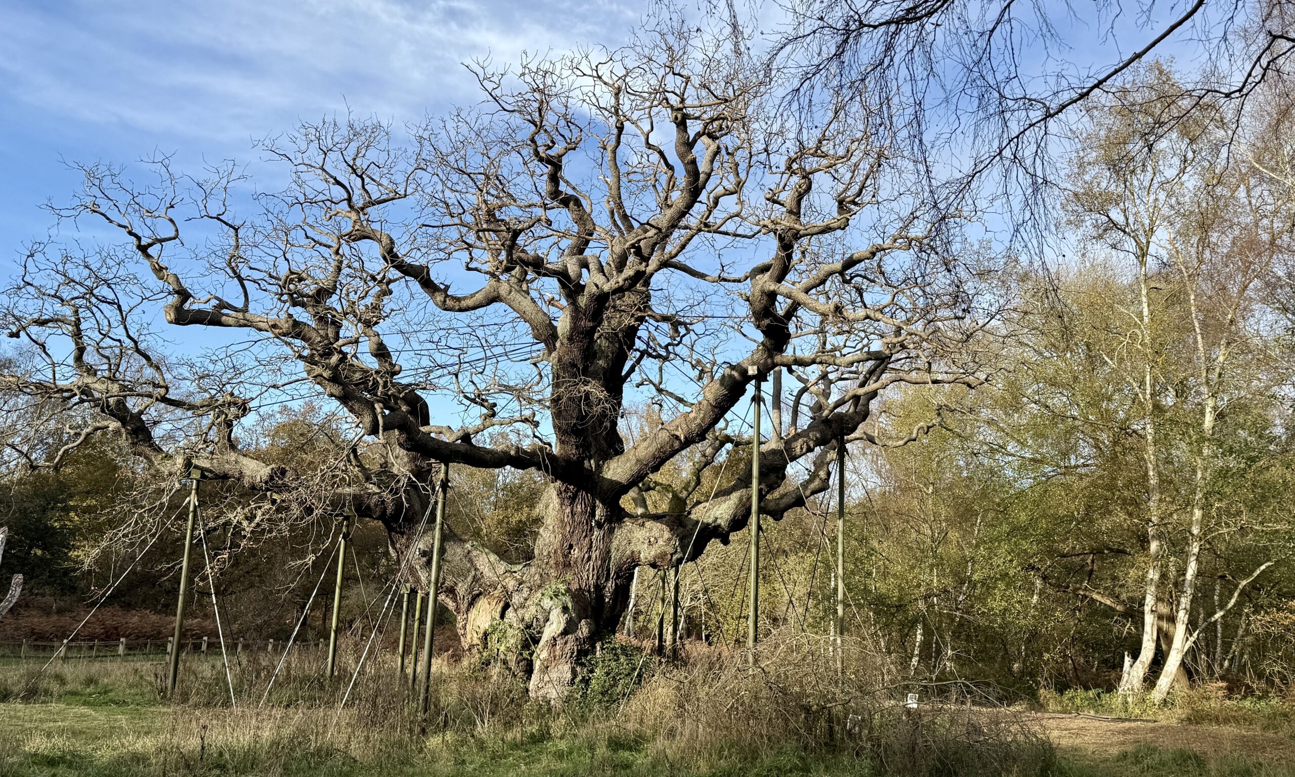 The Major Oak, Sherwood Forest (photo: Laurence Perkins)