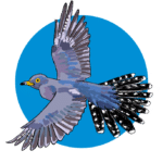cuckoo_thumbnail